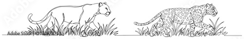 Photography Leopard and cougar prowling in tall grass continuous line drawing, wild big cats
