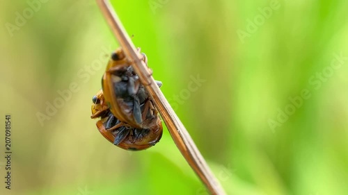 Coccinellidae Ladybugs Mating on a Brown Dry Rice Stalk