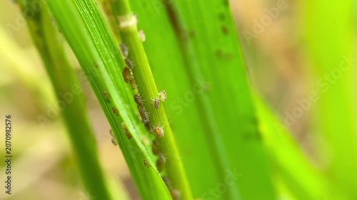 Brown Plant Hopper Nilaparvata Lugens Colony Infesting on Rice Plant in Paddy Field
