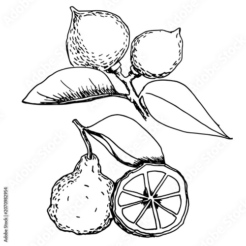 Bergamot branch with leaves. Black and white vector ink pen sketch of citrus fruits and a sliced half isolated on white