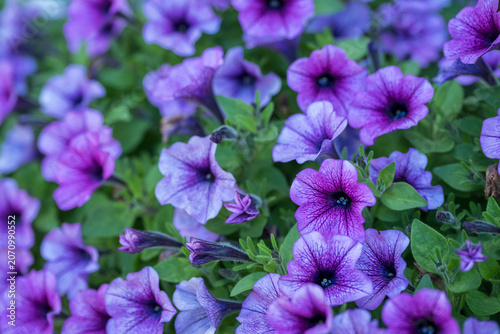 Pinkish Surfinia flowers and green leaves.