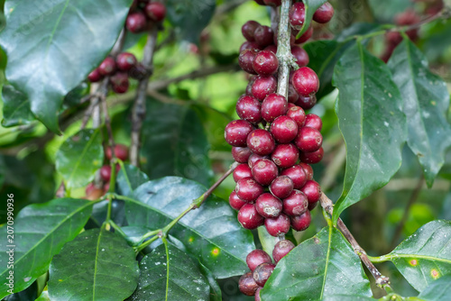 Fresh organic red raw and ripe coffee cherry beans on tree.