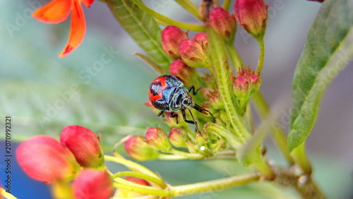 Colorful beetle on a milkweed plant in Cotacachi, Ecuador