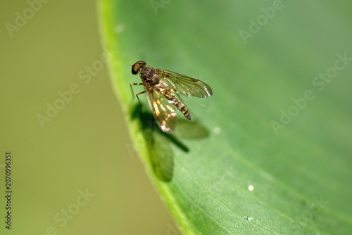 Schilderij op canvas Hoverfly on a leaf in Cotacachi, Ecuador