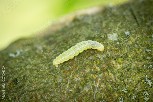 Quadro em tela Green caterpillar with white stripes of the Cinnabar moth (Tyria jacobaeae)