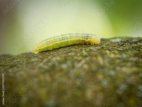 Photos Green caterpillar with white stripes of the Cinnabar moth (Tyria jacobaeae)