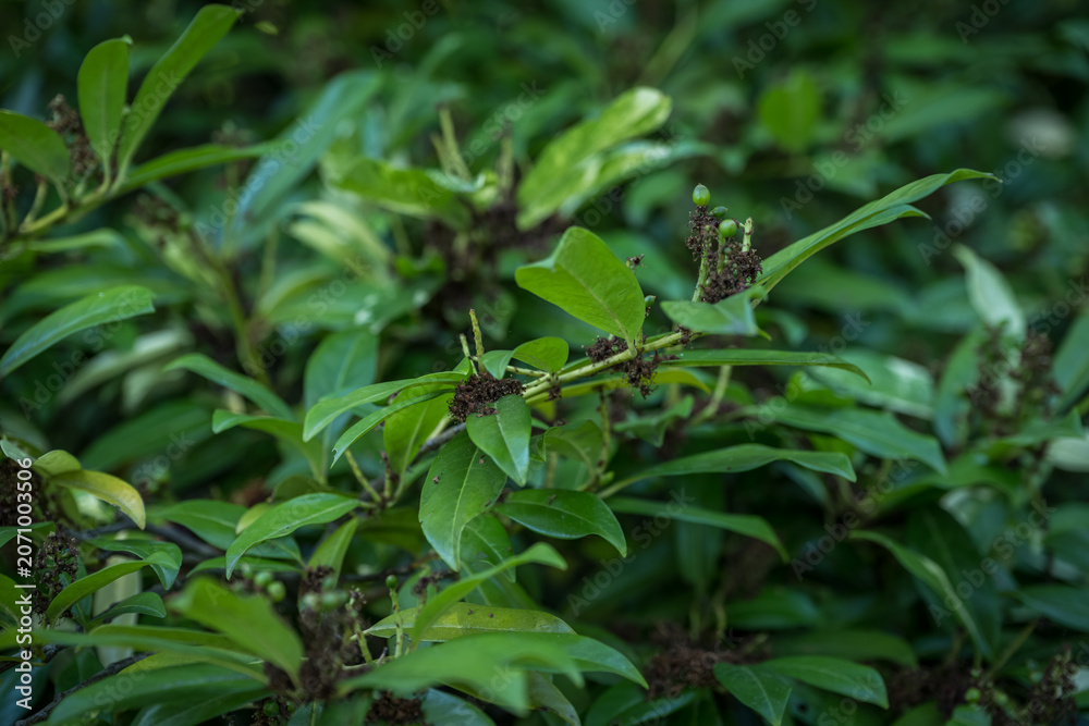 Obraz premium Small green fruits on a shrub with green leaves.