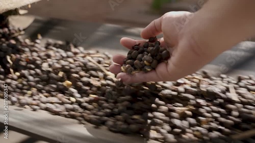 Close-up of a worker's hand inspecting and handling roasted coffee beans on a moving industrial conveyor belt during the sorting and quality control process in a production facility