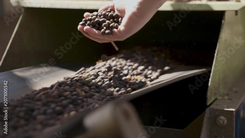 Close-up of a worker's hand inspecting and handling roasted coffee beans on a moving industrial conveyor belt during the sorting and quality control process in a production facility