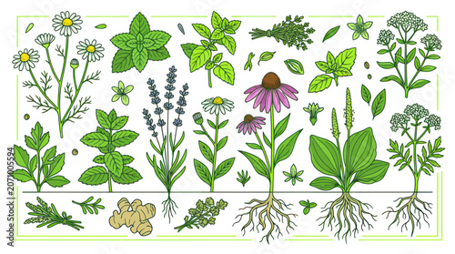 Fotografía Medicinal herbs and plants botanical collection