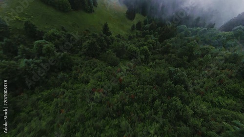 Aerial view of dense pine forest shrouded in thick mountain fog within the French Alps in Chamonix, Auvergne-Rhone-Alpes, France.