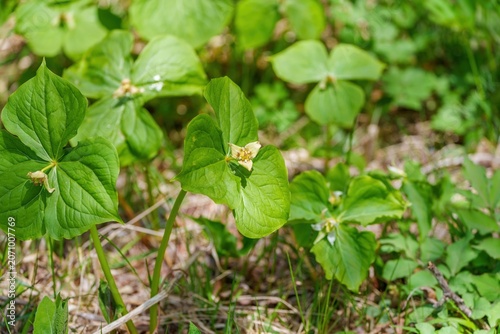 新緑の森に咲くエンレイソウの野生の花。春の林床の自然風景。
