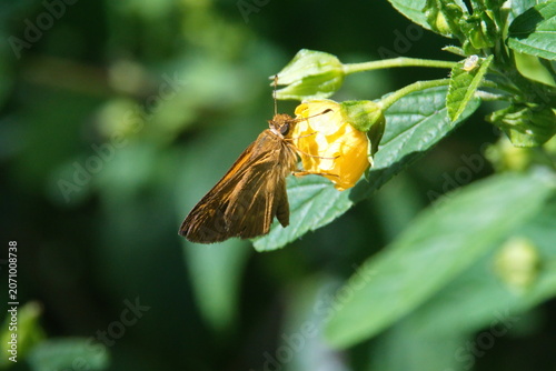 Bild auf Leinwand Orange skipper butterfly on a wildflower in Cotacachi, Ecuador