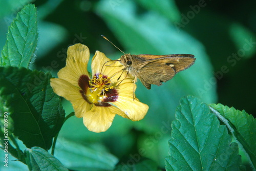 Foto Orange skipper butterfly on a wildflower in Cotacachi, Ecuador