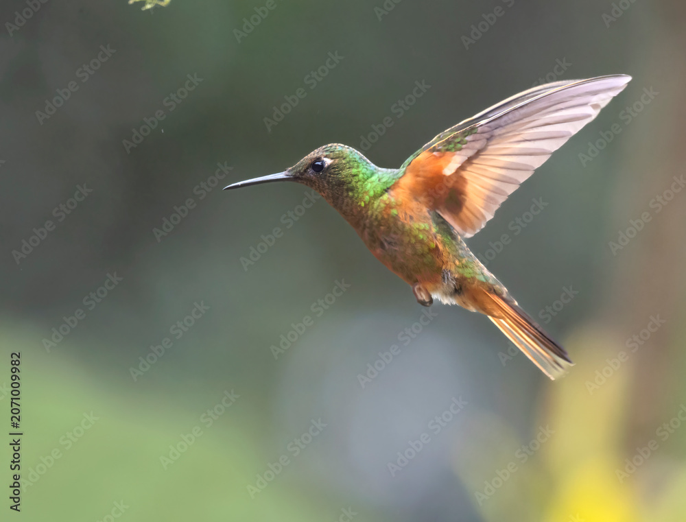 Obraz premium Chestnut-breasted Coronet (Boissonneaua matthewsii) in Cloud Rainforest, Manu National Park, Peru