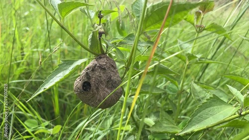Wasp nest hanging on plant in green grass with copy space