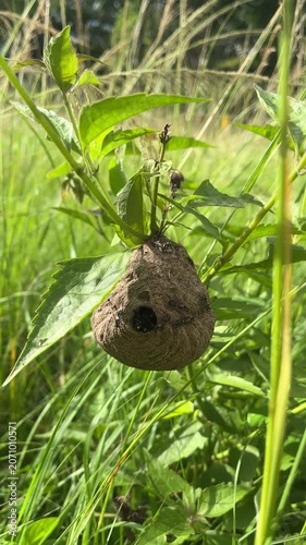 Wasp nest hanging on plant in green field