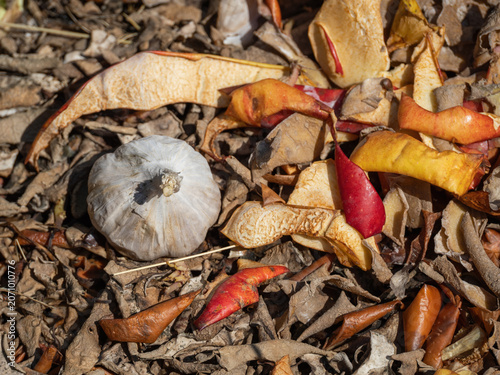 Detail of a discarded garlic clove on a compost heap.