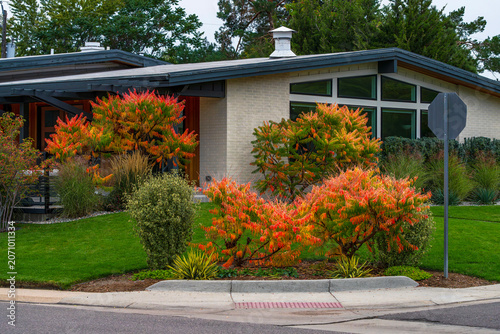 A street view of a home has nice curb appeal with colorful Tiger's Eye Sumac trees and shrubs lining the front yard during the Fall or Autumn season.