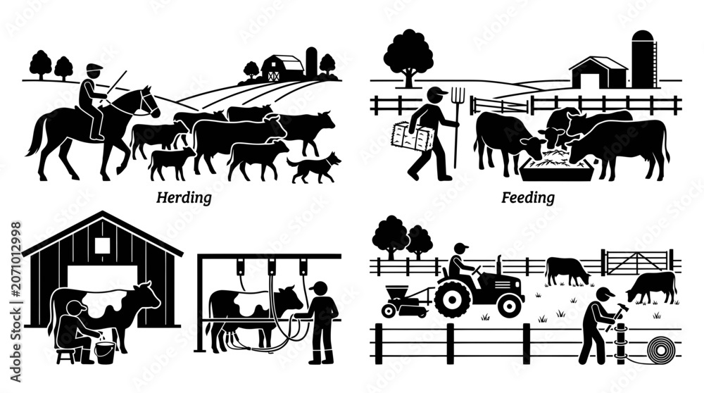 Obraz premium Livestock farming activities showing cattle herding feeding and milking