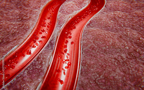 Dynamic flow of red blood cells through artery wall, showing internal human body function for medical reference, educational tools, and biological visuals, 3D Rendering