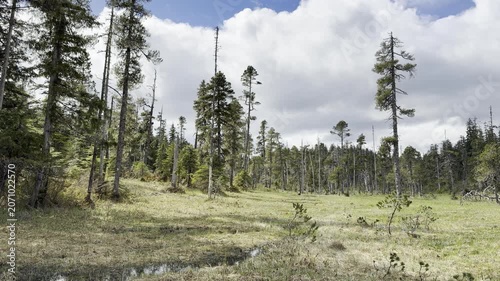 Slender spruce and grey snags rise from a muskeg bog under cloud