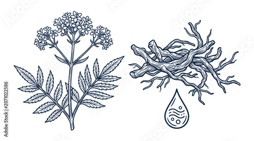 Bild auf Leinwand Valerian plant with roots and essential oil droplet line art