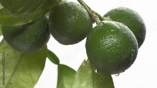Close-up of Fresh Green Limes on Tree Branch