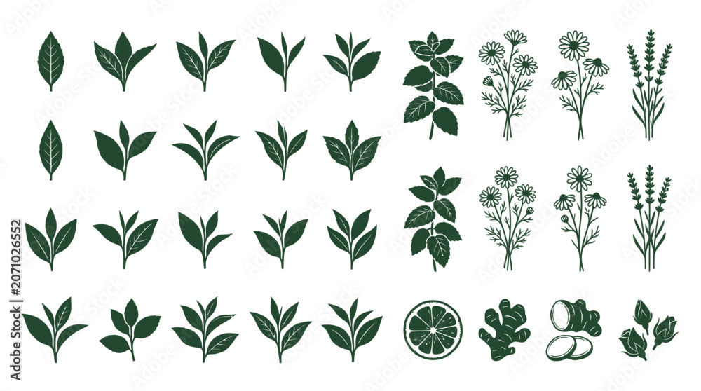 Fototapeta premium Elegant botanical illustrations featuring fresh tea leaves, aromatic herbs, and natural spices, a versatile collection for organic wellness and beverage designs