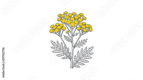 Obraz na plátně Yellow tansy plant with feathery leaves and flower clusters