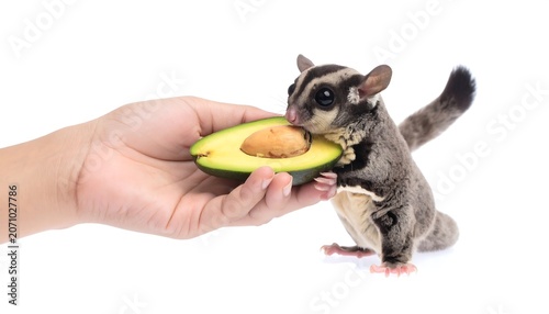 A tiny, furry, arboreal mammal nibbles on a half avocado held by a human hand, isolated on white