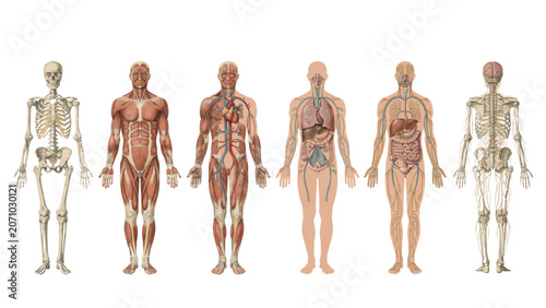 Illustration of human skeleton and muscle anatomy comparison standing side by side Vector