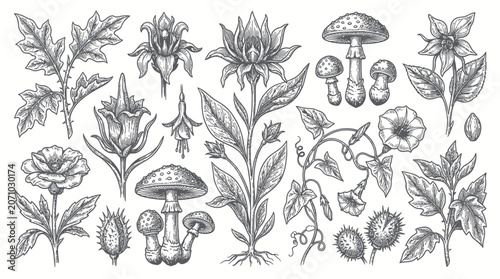 Foto Vintage botanical sketches of poisonous plants and mushrooms