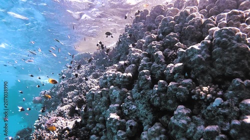 Slow motion video of a vibrant coral reef surrounded by hundreds of tropical reef fish in crystal clear water in the Red Sea, Egypt.