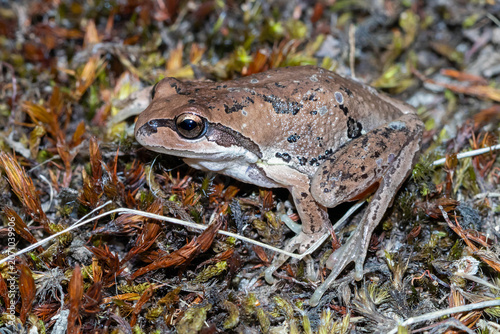 Fotografi Whistling Tree Frog Blending Into Leaf Litter