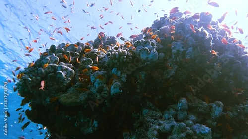 Slow motion video of a vibrant coral reef surrounded by hundreds of tropical reef fish in crystal clear water in the Red Sea, Egypt.