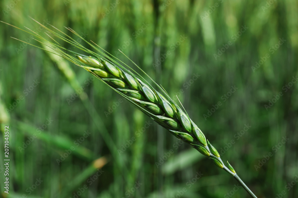 Obraz premium Wheat spikes growing in field outdoors, closeup