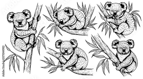 Photos Collection of hand drawn koalas climbing and resting on eucalyptus tree branches