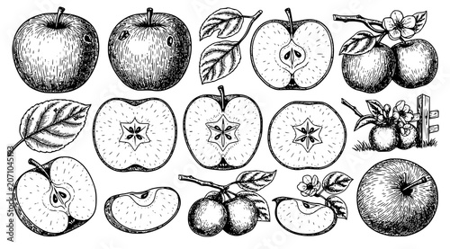 Engraved style apple illustrations set featuring whole fruits blossoms and cross