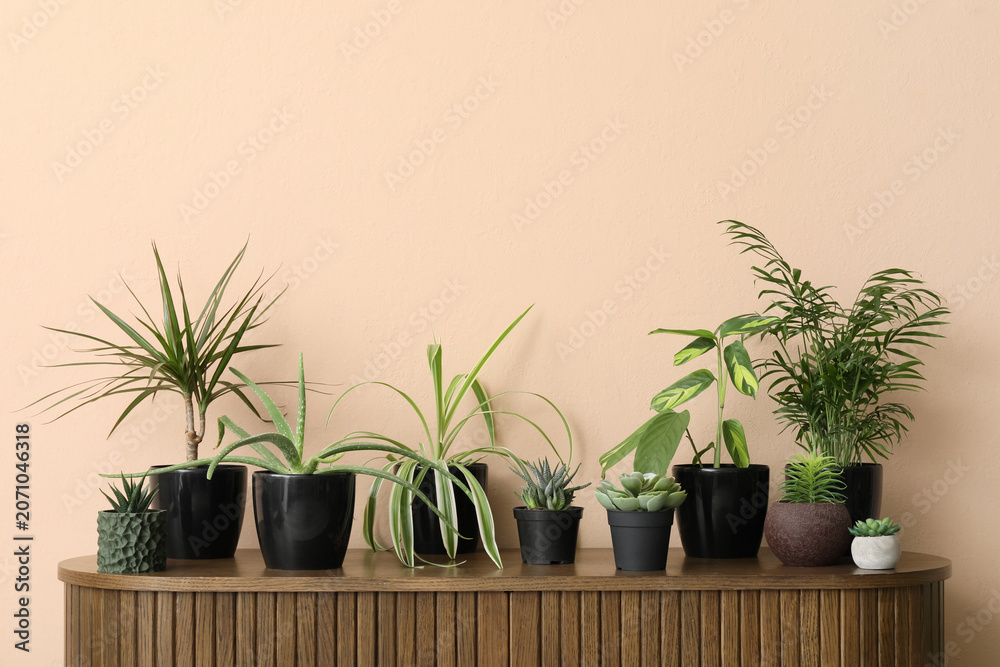 Fototapeta premium Various potted houseplants arranged on wooden cabinet against peach wall