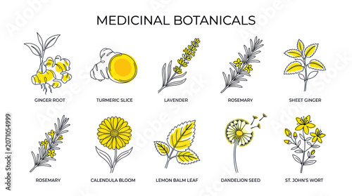 Fotografie Medicinal Botanicals: Ginger Root, Turmeric, Lavender, Rosemary, St