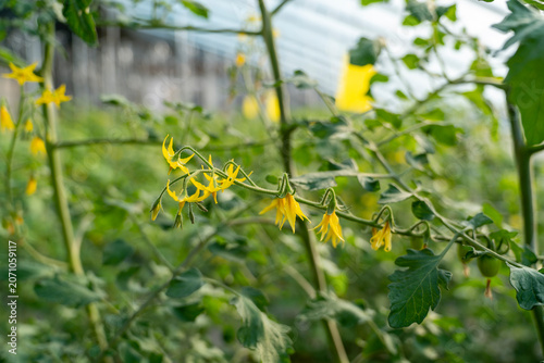 The tomatoes in the greenhouse are growing.