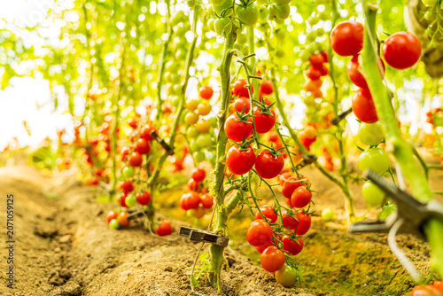 The tomatoes in the greenhouse are growing.
