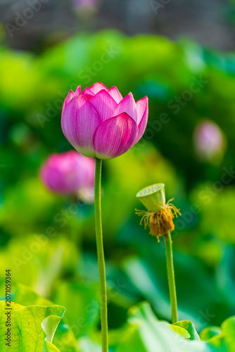 Lotus flower on the water
