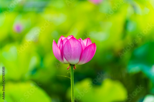 Lotus flower on the water