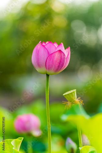 Lotus flower on the water