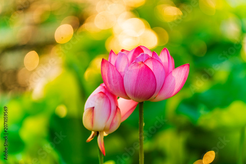 Lotus flower on the water
