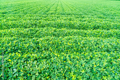 The peanut field is in the blue sky and white clouds