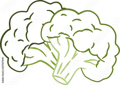 cauliflower vector illustration