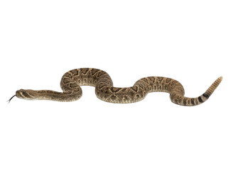 A brown and tan rattlesnake slithers across a white background, its body curled and ready to strike.